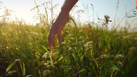 slow motion of close up female hand run through meadow barely touching tops of wild tall grasses, young woman enjoying warm sunny day on her day off, selective soft focus and lens flare - Powered by Shutterstock - Get 15% off with code: PIKWIZARD15