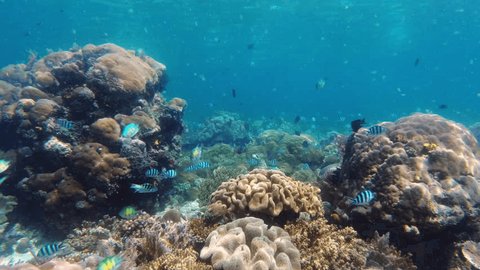 School of fish, coral and swimming in nature, ocean and wildlife or habitat, aquatic and tropical. Sergeant major, creature and Raja Ampat or underwater, sea animal and ecosystem in wilderness Stockvideó