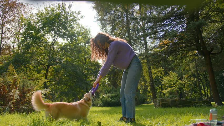 Young woman pet owner playing with golden puppy in city park Caucasian girl animal trainer exercising little playful dog outdoors green lawn female handler training welsh corgi with toy rubber ring Royalty-Free Stock Footage #1111648639