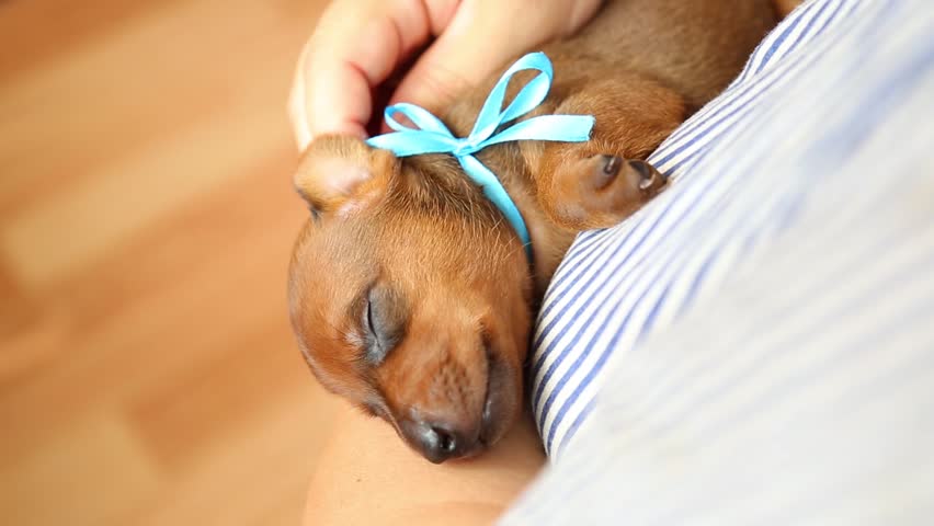  A small puppy in the arms of the hostess. The puppy sleeps in warmth and comfort in caring hands. A woman