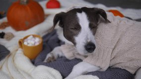 Close-up of cute dog in sweater laying on sofa with hot coffee with marshmallows and pumpkins on background. Cinematic video of cozy late fall time with dog warming in sweater. Late fall time concept