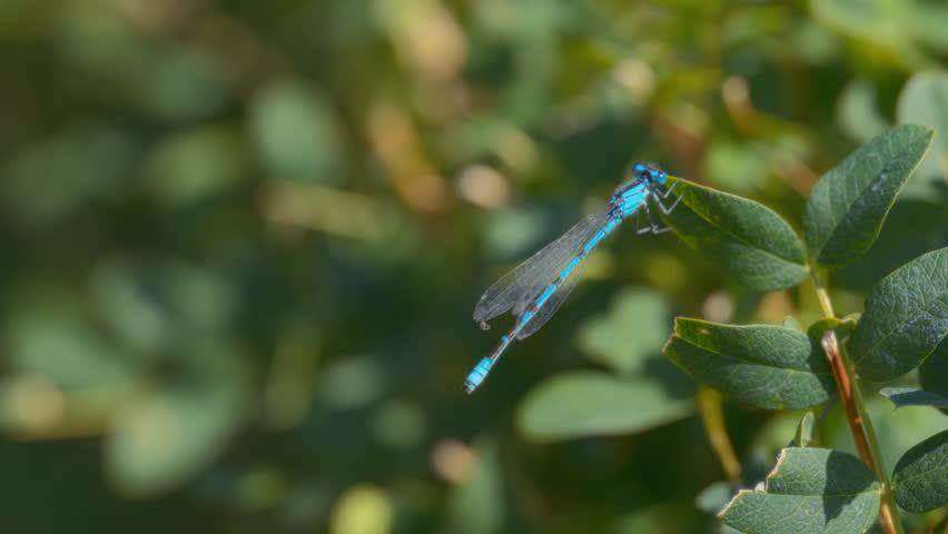 A blue dragonfly sitting on a green leaf. Slow motion.