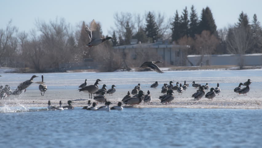 Flock of birds flying away from a frozen lake in a winter park. Slow motion.