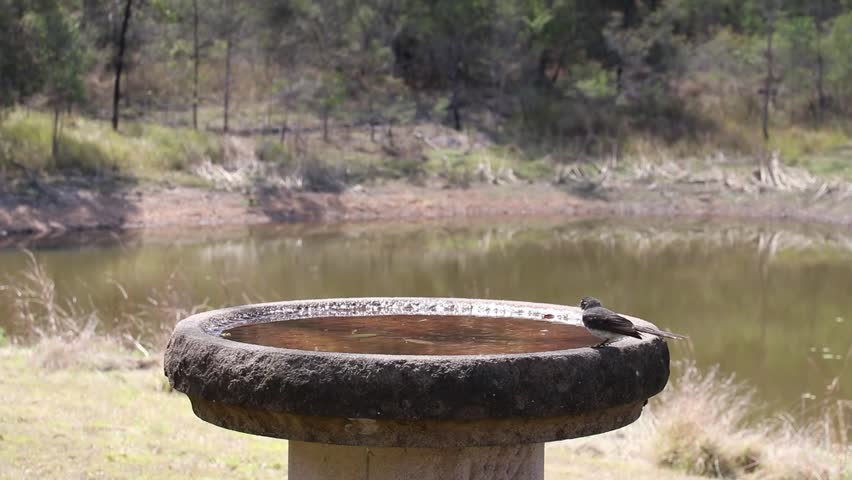 Three small Australian birds drinking and bathing at a bird-bath. Grey fantail (Rhipidura albiscapa); White-naped honeyeater (Melithreptus lunatus); The yellow-faced honeyeater (Caligavis chrysops)
