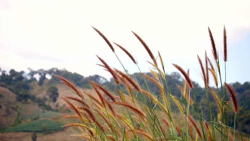 Mountains landscape with dry grass moving, grass moving with the wind, Grass stirs swaying on wind in mountains, Tall dry grass moved by gentle breeze at foothills of Carpathian Mountains | Shutterstock HD Video #1111659591