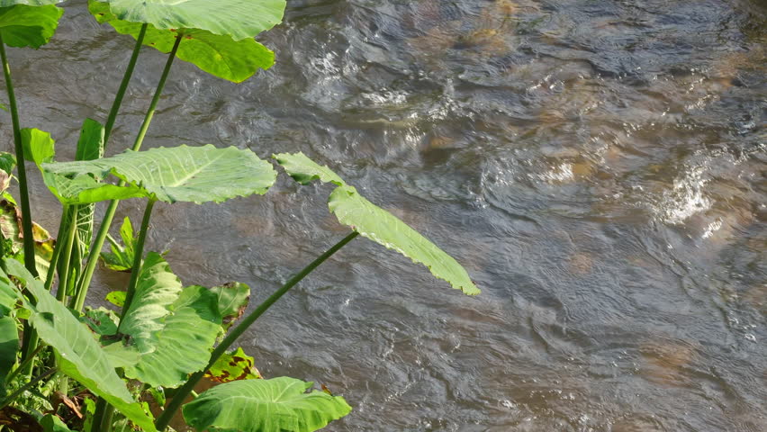 Nature background. Mountain stream with crystal clear water in the forest. Beautiful nature,Scenic Relaxing Scenery