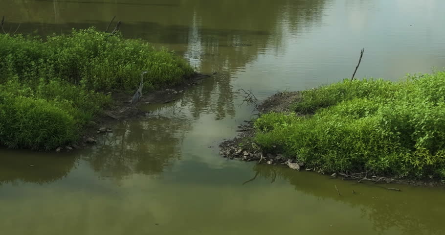Heron Fly On Swamps In Spile Lake, Missouri, United States. Slow Motion