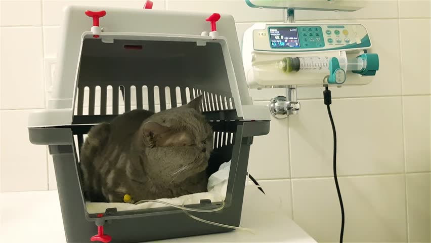 Cat iv fluid therapy. Cat on iv fluids. Sick cat on a iv drip in veterinary clinic. Cat With An Intravenous Infusion Drip. | Shutterstock HD Video #1111663033