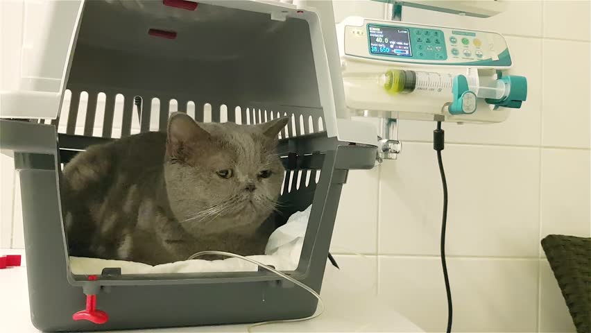 Sick cat on a iv drip in veterinary clinic. Cat iv fluid therapy. Cat on iv fluids. Cat With An Intravenous Infusion Drip. | Shutterstock HD Video #1111663035