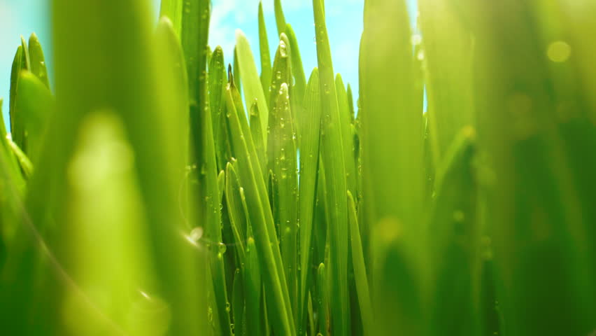 Lush Green Grass with Dew Drops. Spring Morning in Nature, Sun Breaks Through the Stalks of Fresh Grass. Spring time Blue Sky in the Background | Shutterstock HD Video #1111663335