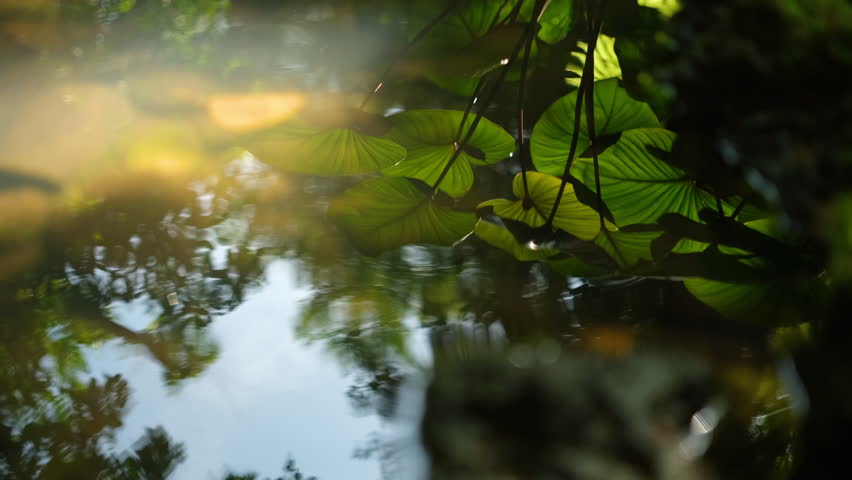 The sunlight reflects off a swamp with lush green trees