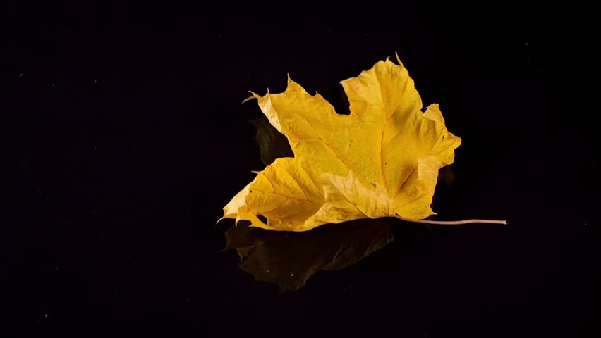Intense colors of falling autumn leaves are highlighted in slow motion against a stark black background. | Shutterstock HD Video #1111664885