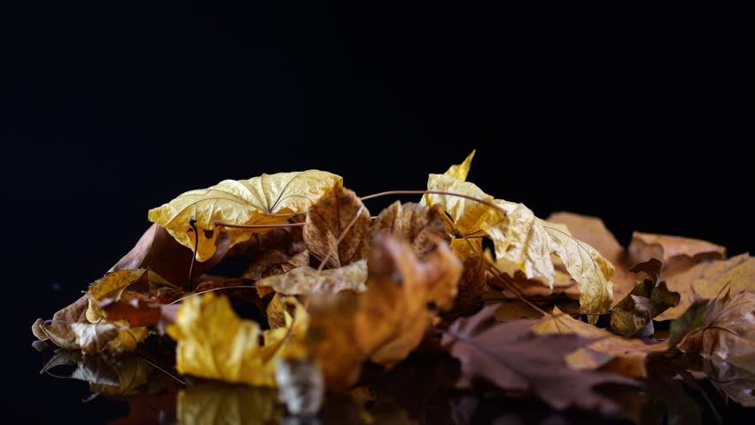 A carousel of autumn leaves, turning slowly, with vibrant colors illuminated beautifully on a dark canvas. | Shutterstock HD Video #1111664911
