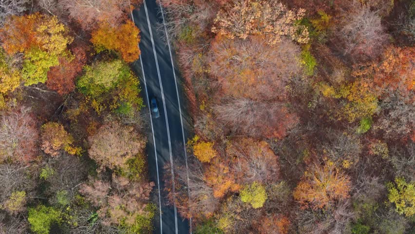 Captured from the sky, a two-lane road snakes through a forest, its autumn beauty enhanced by morning shadows. | Shutterstock HD Video #1111664915