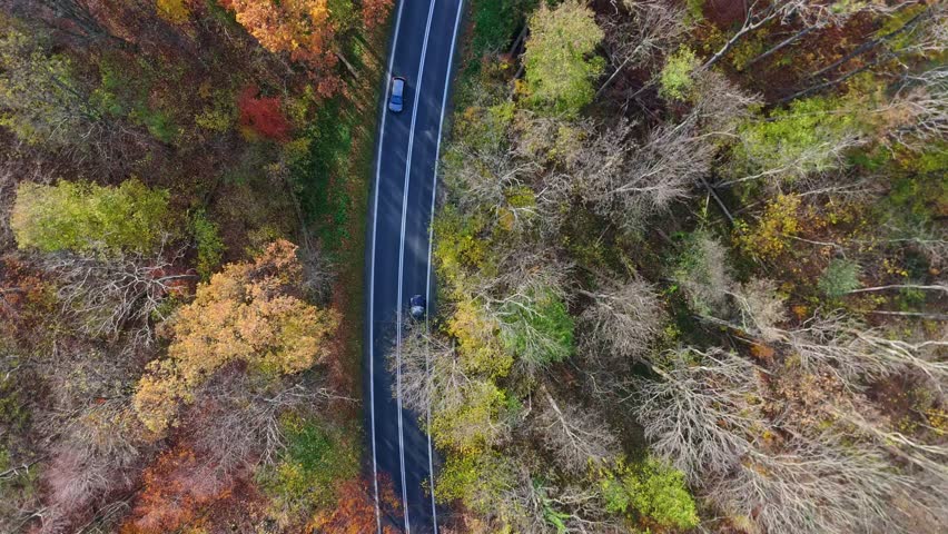 Flying above a forest road, its asphalt surface curving among trees with fall leaves, illuminated by the morning sun. | Shutterstock HD Video #1111664933