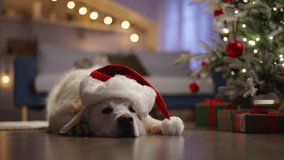 Cute dog in red New Year's cap lies on floor in festively decorated living room for New Year. Cinematic advertisement. Festive spirit fills home with happiness and anticipation, touch of magic and joy