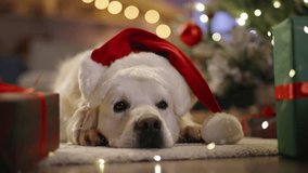 Calm, good-natured dog lies next to gifts, with red New Year's cap on his head, nestled in festively decorated room. Waiting for Christmas. Cinematic advertising. Warmth and joy of Xmas. Festive mood