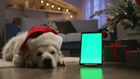 Dog in red New Year's cap and tablet with chroma key. Cinematic advertising of applications for congratulations online orders for Xmas. Christmas New Year celebrations. Waiting for New Year's miracle - Powered by Shutterstock - Get 15% off with code: PIKWIZARD15