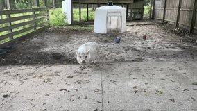 A domestic pig walking around the pig pen at a farm.