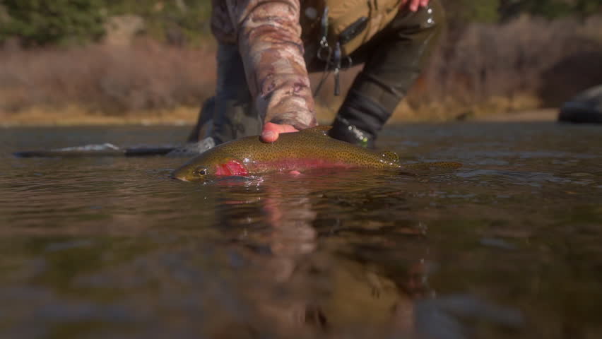 Fisherman lifts colorful Cutthroat Trout with red gills from fishing river