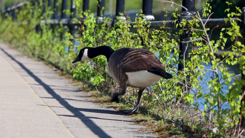 Close view of canada goose by bushes and canal on windy day in UK
