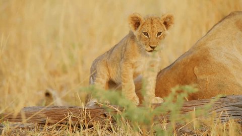 Portrait of a Lion cub standing on a wood. Video stock