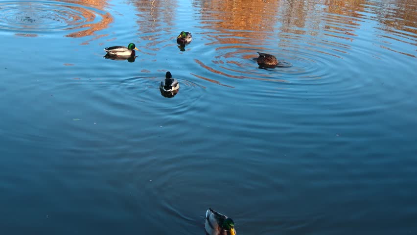 Seagulls, ducks and birds swimming in lake in Helsinki , Finland. Group of ducks are also eating food from water.  Royalty-Free Stock Footage #1111682937