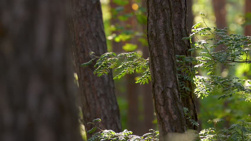 Sunlit forest scene with close-up on pine tree branches.