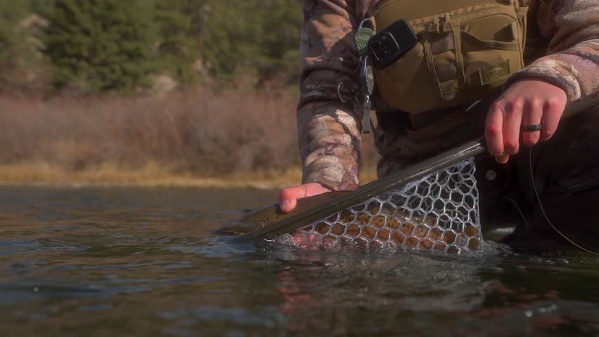 Fisherman holds up beautiful Brown Trout caught in fly fishing river