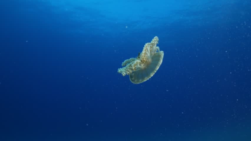 Cassiopea andromeda jellyfish underwater swim mediterranean sea Royalty-Free Stock Footage #1111687099