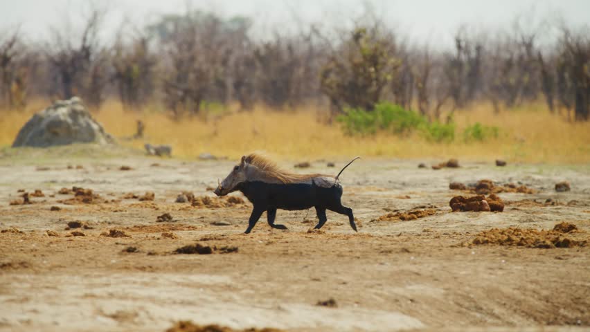 Footage of a small Common warthog (Phacochoerus africanus) running after bathing in a mud. Royalty-Free Stock Footage #1111688479