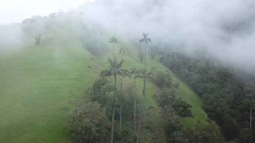 Aerial drone footage of foggy wax palm trees in Cocora Valley, Colombia. Drone shoot of Wax Palm Trees in Valle de Cocora, Quindio, Los Nevados National Park near Salento. Flying through misty wax