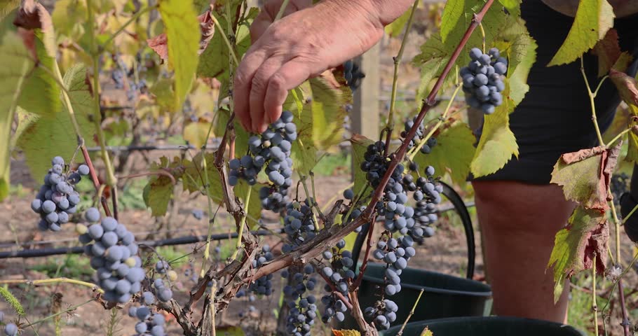 Farmer picking grapes. Close-up of hands plucking bunches and collecting them. A woman picks bunches of grapes and puts them in a box, concept of harvesting, wine, ripe fruit, hand work slow motion. | Shutterstock HD Video #1111694601