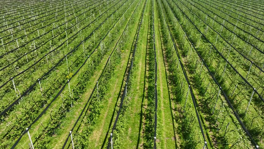 Apple Orchard Planted using Modern Gardening Techniques. Aerial View. Green garden plantation with protection structure. Top view on the long rows of apple trees at the orchard, 4k | Shutterstock HD Video #1111694607