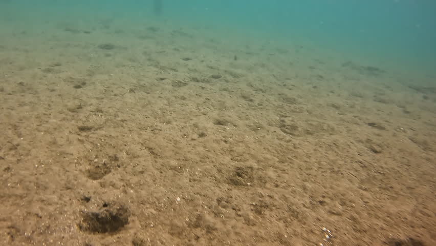 Noble Pen Shell or Fan Mussel - Pinna Nobilis - Dead Shells in Adriatic Sea after a Deadly Invasion of a Parasite in 2020 Royalty-Free Stock Footage #1111695085