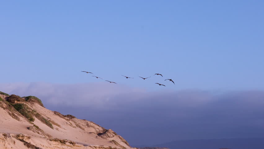 A flock of brown pelicans flying in a formation, and a clear blue sky in the background