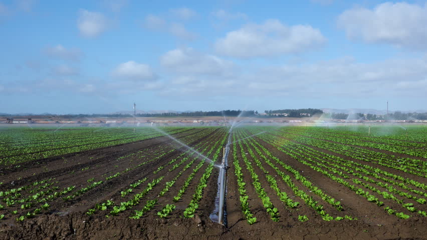 Watering agricultural field. Field irrigation sprinkler system waters rows of lettuce crops on farmland in Santa Barbara County, California