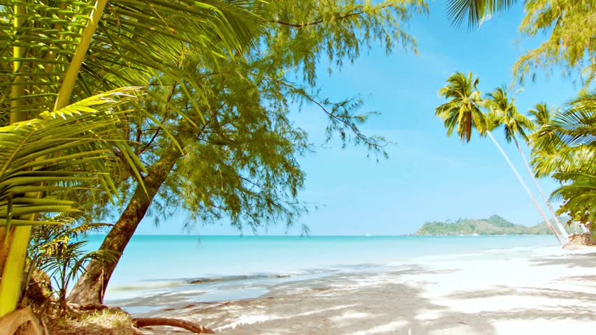 Tropical Bliss: Early Sunny Morning on a Caribbean Sandy Beach with Palm Trees, Sea Waves, and Vacation Vibes. Royalty-Free Stock Footage #1111698731