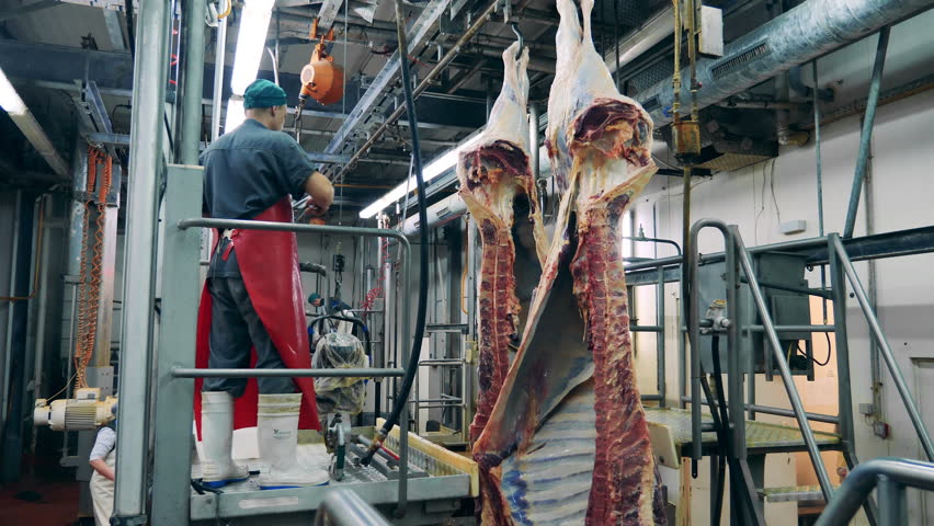Food factory, fresh meat processing plant. Male worker is using a knife to dress fresh meat carcasses | Shutterstock HD Video #1111701877