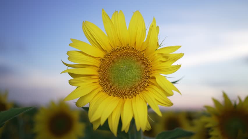 Close up selective focus on sunflower in sunflowers farm field. Summertime agricultural nature landscape on sunset. Bright colorful and beautiful flower under sunlight on back blue sky. Growing.