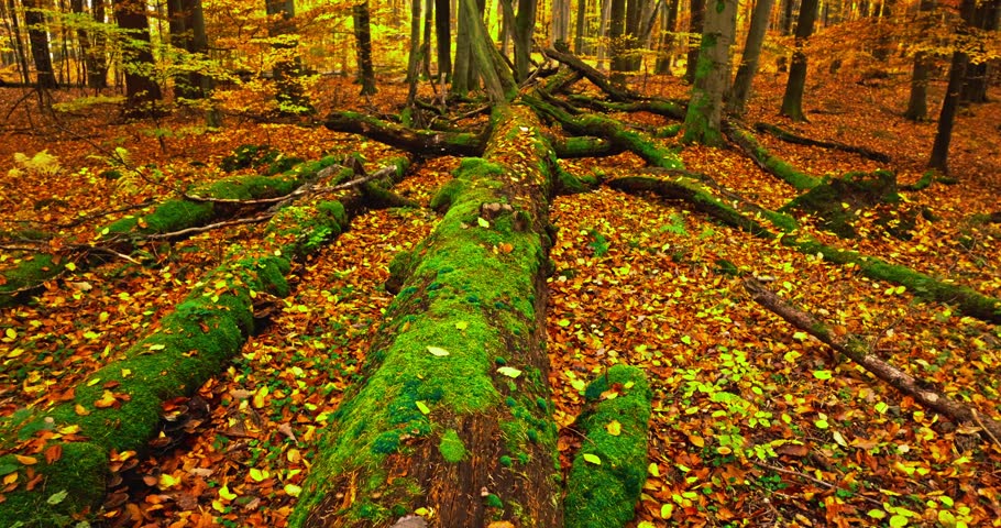 Old fallen tree in autumn colorful forest with leaves and moss. Nature in Poland, Europe.