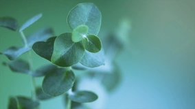 Eucalyptus plant leaves. Fresh Eucalyptus close up, on green and blue background, scented, essential oil. Aromatherapy. Slow motion video. 