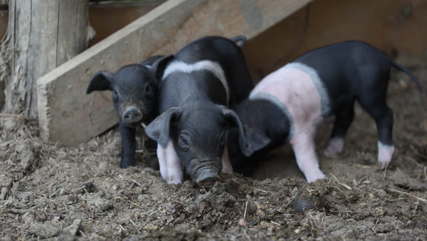 Small Cub of a Black Belted Pig just one week old - Slovenian Autochthonous Breed Royalty-Free Stock Footage #1111710077
