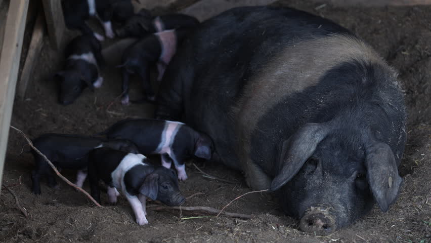 Krskopolje Female Pig with her little cubs. This is the only Slovenia Indigenous Breed of Pig  Royalty-Free Stock Footage #1111710079