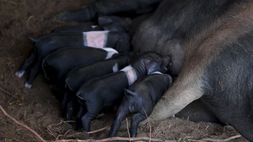 Krskopolje Female Pig with her little cubs. This is the only Slovenia Indigenous Breed of Pig  Royalty-Free Stock Footage #1111710081