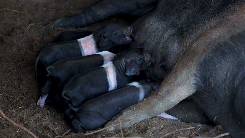 Black Belted Breed of Pig originated in Slovenia where it is called Krskopoljski Pig on a Countryside free range farm - Here Mother Feeding her one week old Piglets Royalty-Free Stock Footage #1111710799