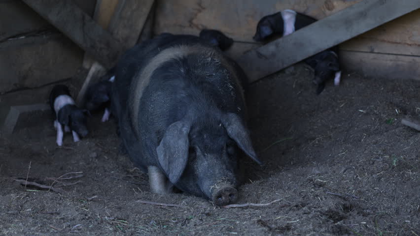 Black Belted Breed of Pig originated in Slovenia where it is called Krskopoljski Pig on a Countryside free range farm - Here Mother Feeding her one week old Piglets Royalty-Free Stock Footage #1111710801