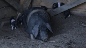 Black Belted Breed of Pig originated in Slovenia where it is called Krskopoljski Pig on a Countryside free range farm - Here Mother Feeding her one week old Piglets