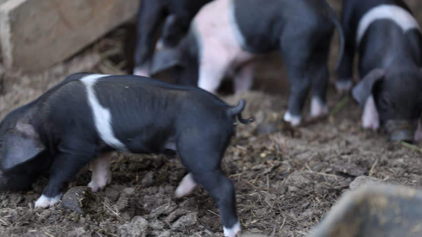 Black Belted Breed of Pig originated in Slovenia where it is called Krskopoljski Pig on a Countryside free range farm- One Week old Piglets discovering the Land Around the Barn Royalty-Free Stock Footage #1111710851