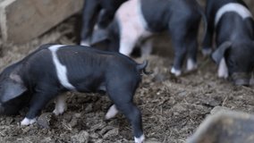 Black Belted Breed of Pig originated in Slovenia where it is called Krskopoljski Pig on a Countryside free range farm- One Week old Piglets discovering the Land Around the Barn
